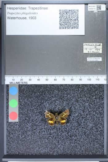 Media type: image;   Entomology 59172